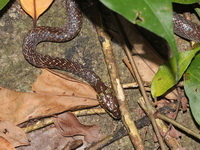 Common Wolf Snake  - Phuket
