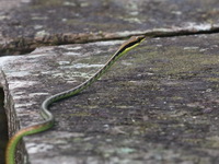 Dendrelaphis sp undescribed   - Thong Pha Phum NP