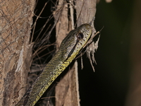 Dog-toothed Cat Snake  - Thale Ban NP
