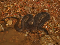 Elephant Trunk Snake  - Pa Phru Sirindhorn