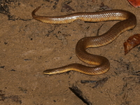 Gerard's Water Snake  - Ranong Mangrove FRD
