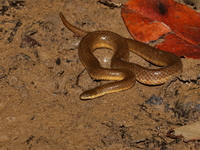 Gerard's Water Snake  - Ranong Mangrove FRD