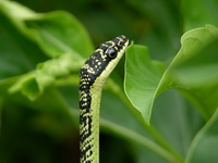 Golden Tree Snake  - Phuket
