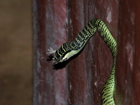 Golden Tree Snake  - Kaeng Krachan NP