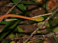Green Cat Snake - jvenile  - Koh Tarutao