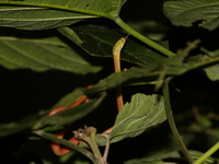 Green Cat Snake - jvenile  - Khao Sok NP