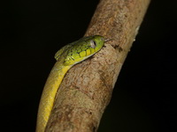 Green Cat Snake  - Phu Toei NP
