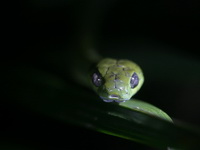 Green Cat Snake  - Phuket