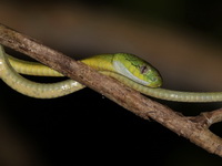 Green Cat Snake  - Erawan NP