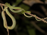 Green Cat Snake  - Erawan NP