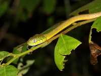 Green Cat Snake  - Phu Khiao WS