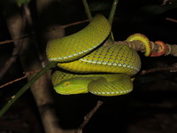 Gumprecht's Green Pit Viper - female  - Phu Kradueng NP