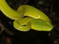 Gumprecht's Green Pit Viper - female  - Doi Phu Kha NP