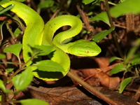 Gumprecht's Green Pit Viper - female  - Doi Pha Hom Pok NP