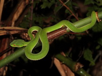 Gumprecht's Green Pit Viper - male  - Phu Hin Rong Kla NP