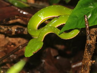 Gumprecht's Green Pit Viper - male  - Doi Phu Kha NP