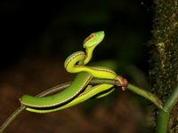 Gumprecht's Green Pit Viper - male  - Phu Hin Rong Kla NP