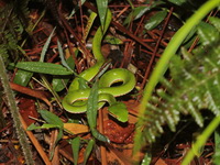 Gumprecht's Green Pit Viper - male  - Phu Kradueng NP