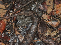 Indo-Malayan Mountain Pit Viper - victim of Malayan Krait bite  - Khao Luang Krung Ching NP