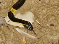 Indochinese Banded Krait  - Phra Kayang Cave