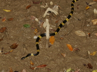 Indochinese Banded Krait  - Phra Kayang Cave