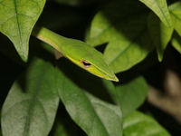 Indochinese Long-nosed Whip Snake  - Thung Salaeng Luang NP