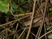 Indochinese Rat Snake  - Kaeng Krachan