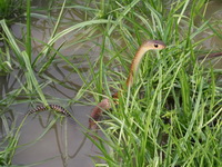 Indochinese Rat Snake  - Baan Maka