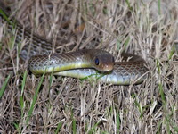 Indochinese Rat Snake  - Phuket