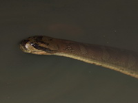 Jack's Water Snake  - Khao Phanom Bencha NP