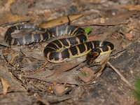 Jack's Water Snake  - Thale Noi