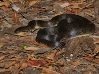 Jack's Water Snake  - Thale Noi