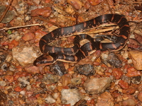 Jack's Water Snake  - Pa Phru Sirindhorn