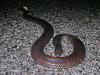Jodi's Pipe Snake  - Phuket