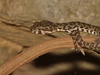 Kanburi Pit Viper - male  - Erawan NP