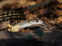 Keeled Rat Snake  - Kaeng Krachan NP