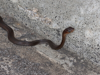Keeled Rat Snake  - Phu Tabeuk