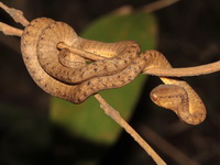 Keeled Slug Snake  - Kaeng Krachan