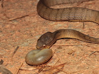 Keeled Slug Snake  - Bala