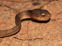 Keeled Slug Snake  - Bala