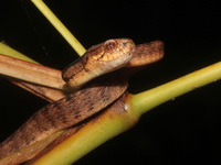 Keeled Slug Snake  - Phuket