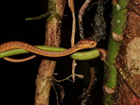 Keeled Slug Snake  - Khao Ramrom