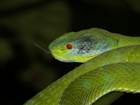 Lanna Green Pit Viper - female  - Taksin Maharat NP
