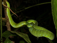 Lanna Green Pit Viper - female  - Taksin Maharat NP