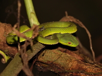 Lanna Green Pit Viper - female  - Doi Phu Kha NP