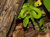Lanna Green Pit Viper - female  - Umphang WS