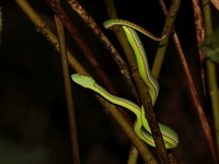 Lanna Green Pit Viper - male  - Doi Phu Kha NP
