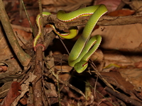 Lanna Green Pit Viper - male  - Doi Phu Kha NP
