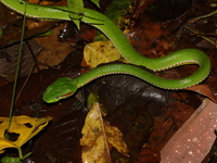 Lanna Green Pit Viper - male  - Umphang WS