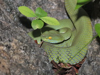 Large-eyed Pit Viper - female  - Suan Hin Pha Ngam